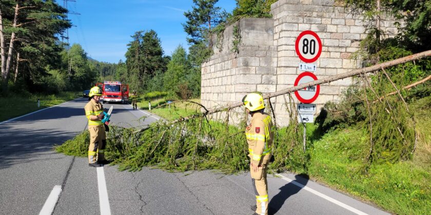 Umgestürzter Baum B171