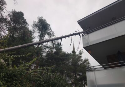 THL – umgestürzter Baum Kirchplatz