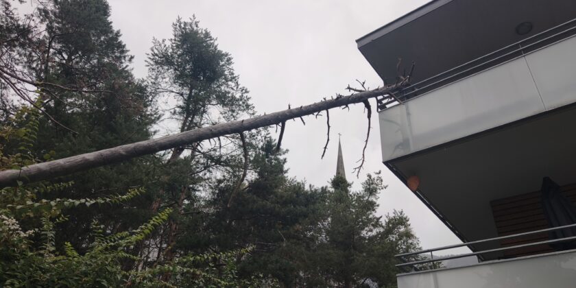 THL – umgestürzter Baum Kirchplatz