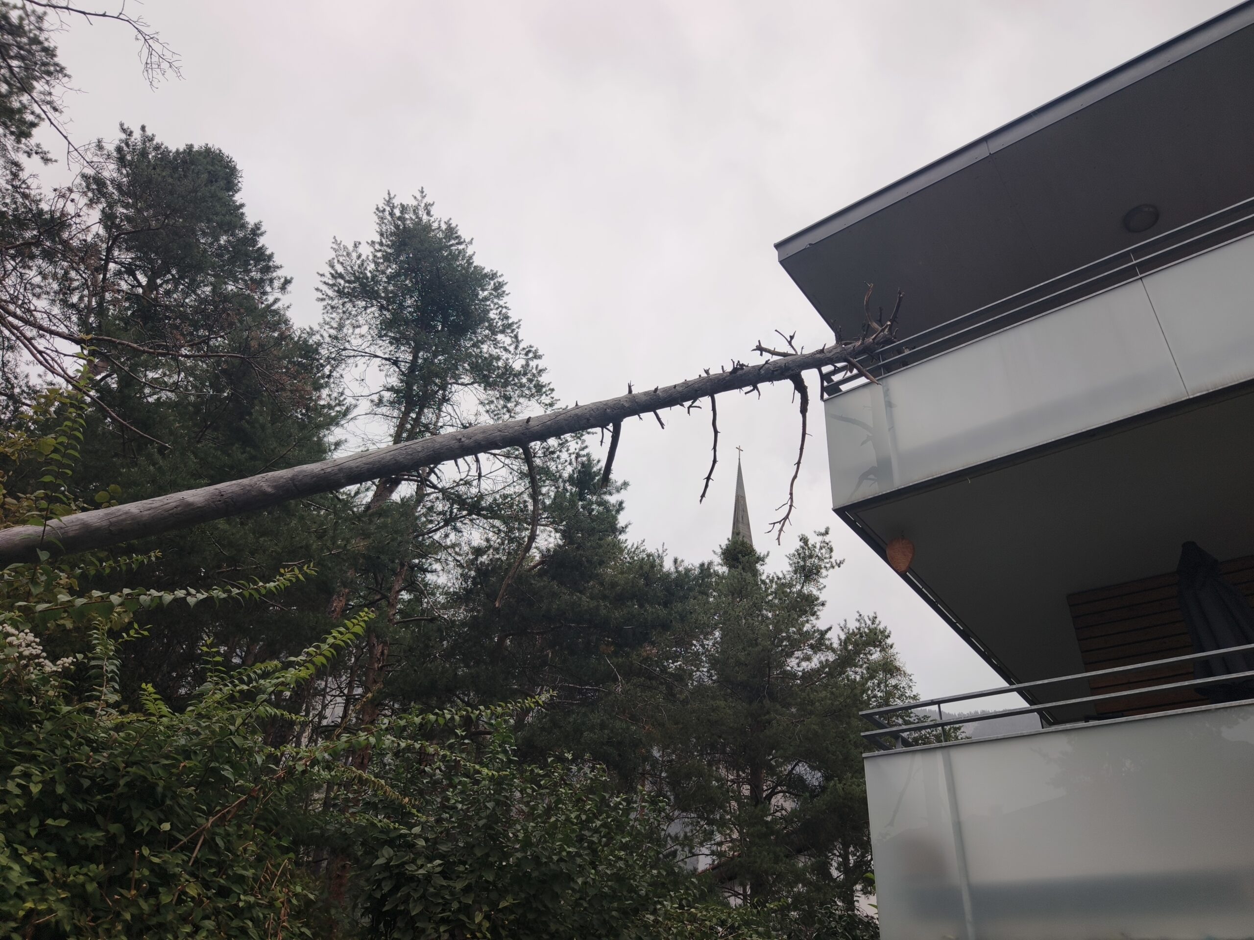 THL – umgestürzter Baum Kirchplatz